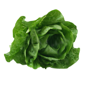 prod-lettuce