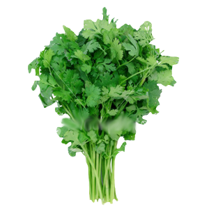 prod-cilantro